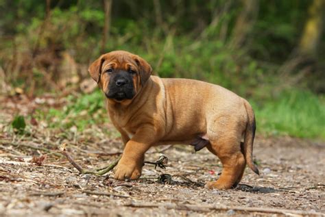 土佐 犬 闘犬 廃止|土佐犬について（2）.